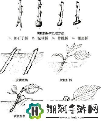 欧式72种插花诡计