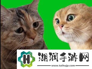 猫猫对话是什么梗网络用语